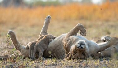 BBC Two - Big Cats 24/7