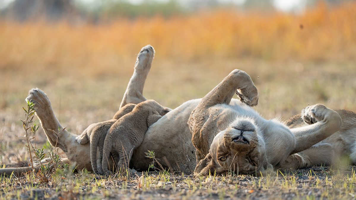 BBC Two - Big Cats 24/7