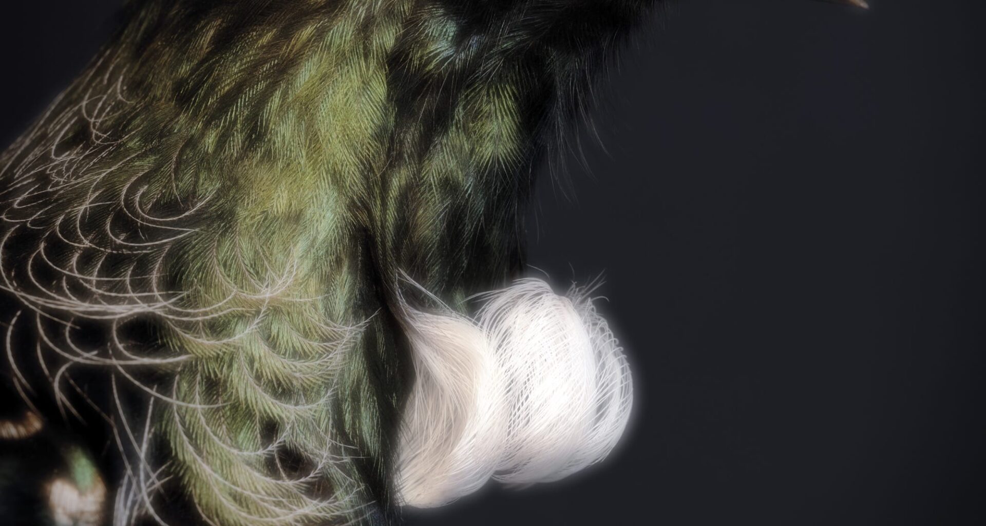 A photo of a Tūī bird with green feathers and white plumage on its chest, in a natural history collection in New Zealand