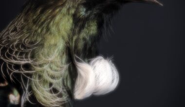 A photo of a Tūī bird with green feathers and white plumage on its chest, in a natural history collection in New Zealand