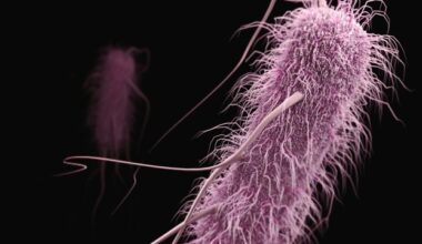 SMC Protein Drives DNA Separation in Bacteria