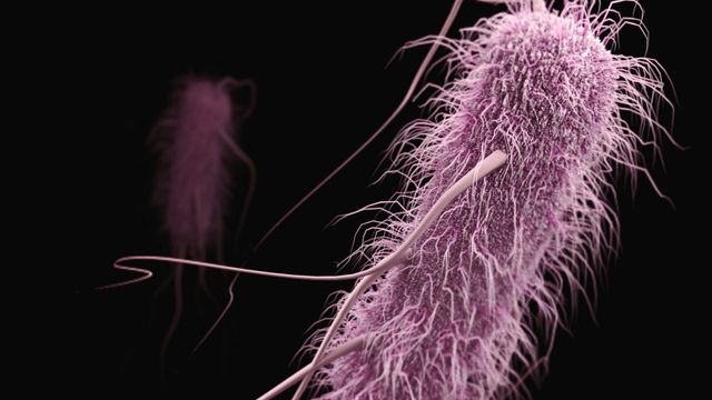 SMC Protein Drives DNA Separation in Bacteria