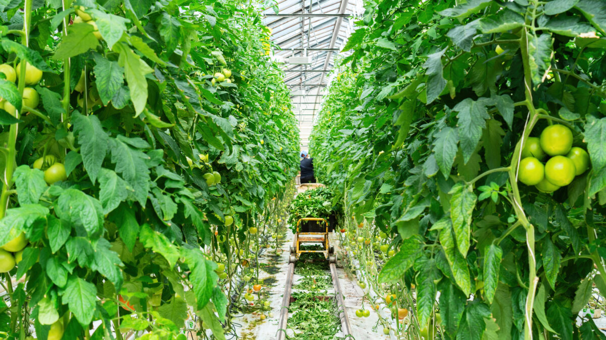 Photo shows an agricultural worker in a large greenhouse with tall tomato plants grown using hydroponic technology. A global shift towards plant-based diets could help to reshape the agricultural sector and reduce labour costs, according to new research