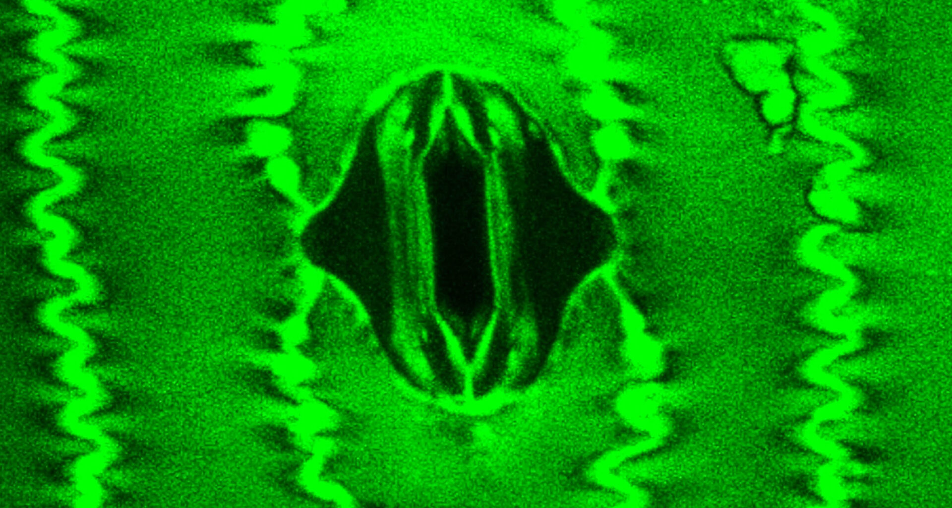 Scientists watch plants 'breathe' for the first time