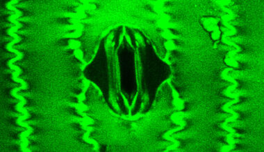 Scientists watch plants 'breathe' for the first time