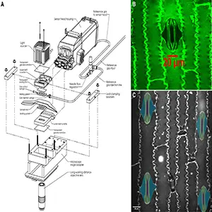 A customized tool to simultaneously measure stomatal aperture and stomatal conductance. A) Custom modification of a leaf gas exchange system to interface with a laser scanning confocal microscope that measures live images and video of stomatal pores with simultaneous measurements of single-sided stomatal conductance and photosynthesis. B) Image of an open Zea mays stoma with confocal microscopy. C) Representative image of stomata imaged with confocal microscopy and simultaneous measurements of live, in-tact leaf gas exchange. Credit: Plant Physiology