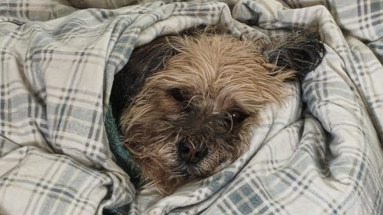 Poco X8 Pro Max review - a dog wrapped in a duvet