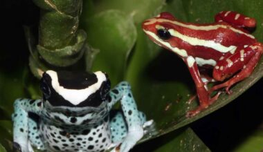 Two brightly colored poison frogs on rainforest leaves, showing how their toxic diet powers their chemical defenses