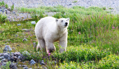 Scientists hope genetics will save polar bears from extinction