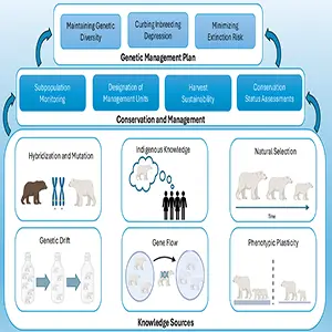 Pathway toward integrating evolutionary genetics research into polar bear conservation and management decisions. Credit: Ecological Monographs