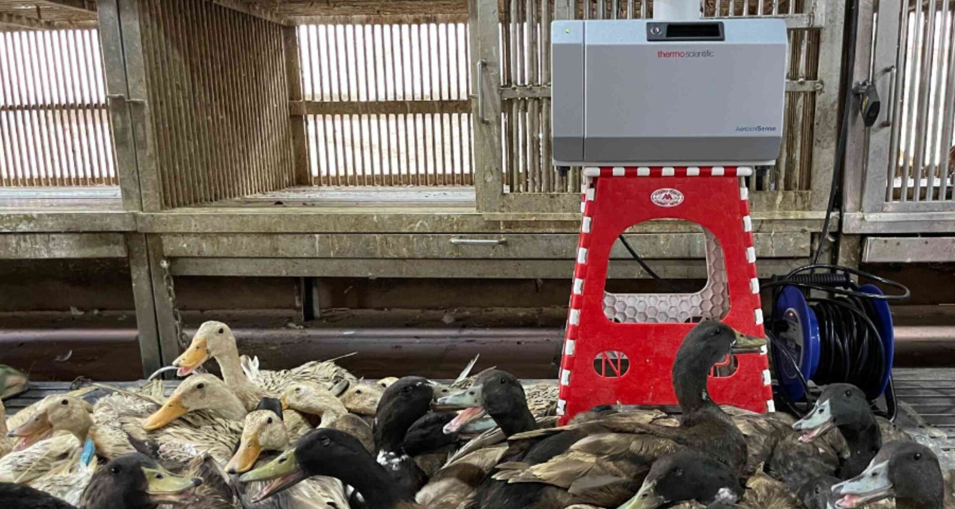 Long before detection in birds, poultry viruses build up in the air