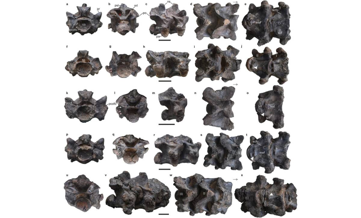 Precloacal Vertebrae Of Vasuki Indicus