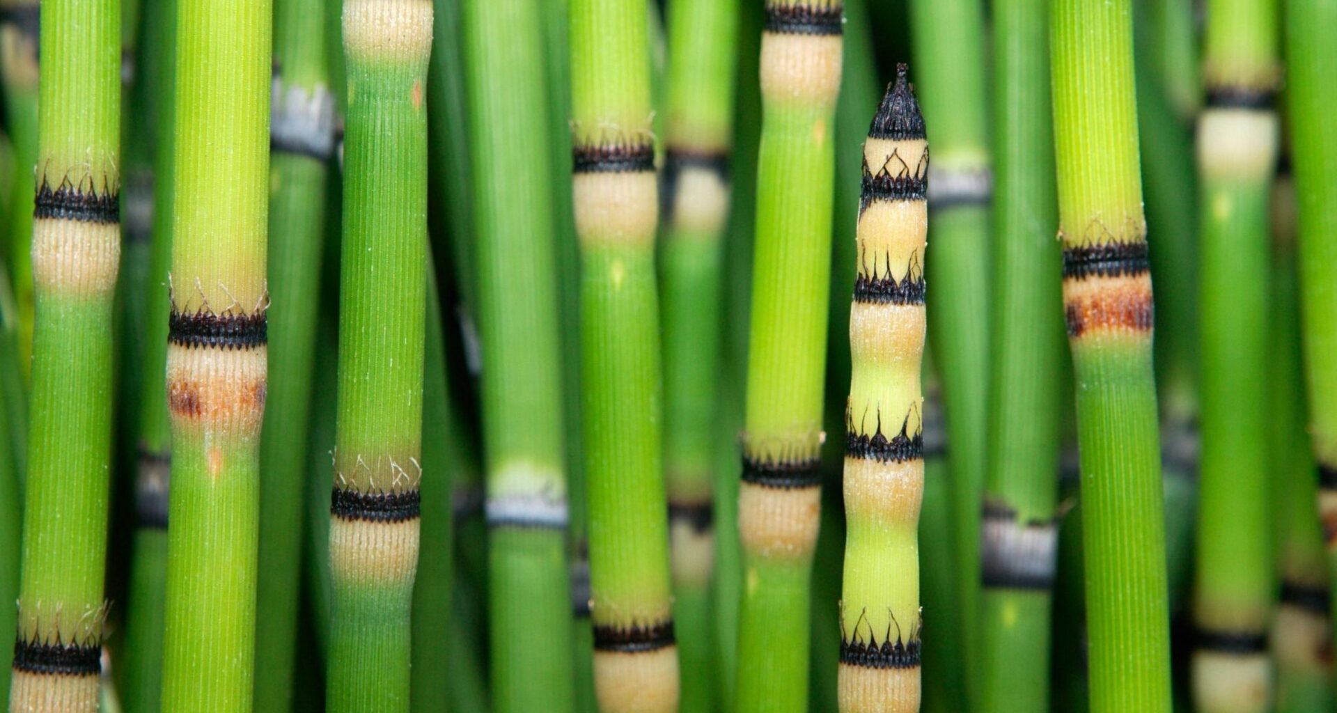 Prehistoric plant produces water that looks like it came from space