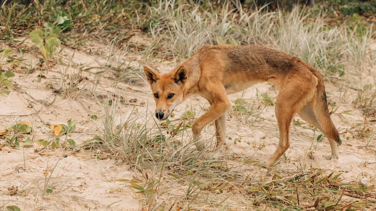 Prowling dingo.