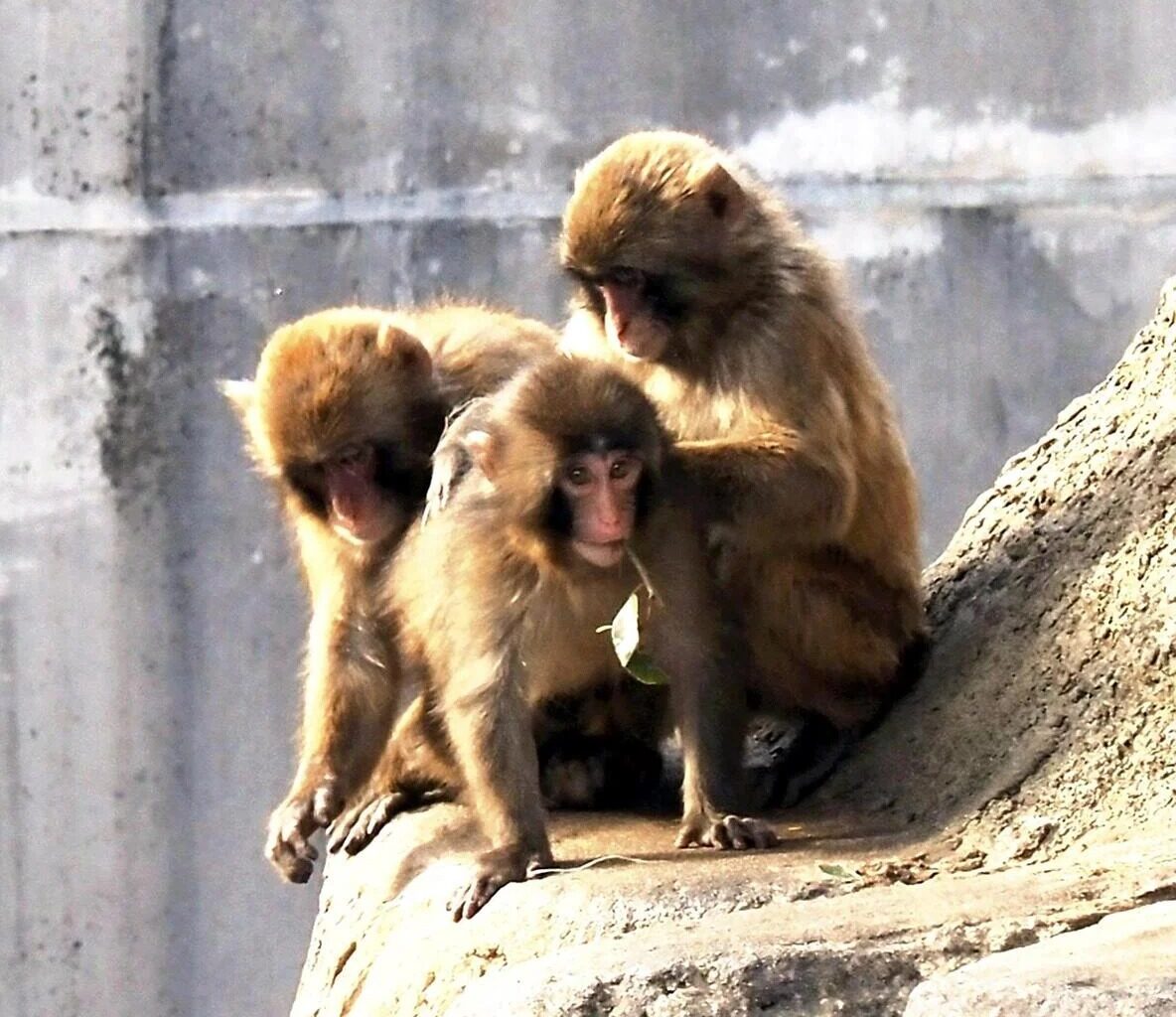 Punch the Monkey getting used to life without stuffed ‘mother’