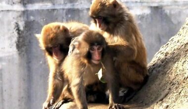 Punch the Monkey getting used to life without stuffed ‘mother’