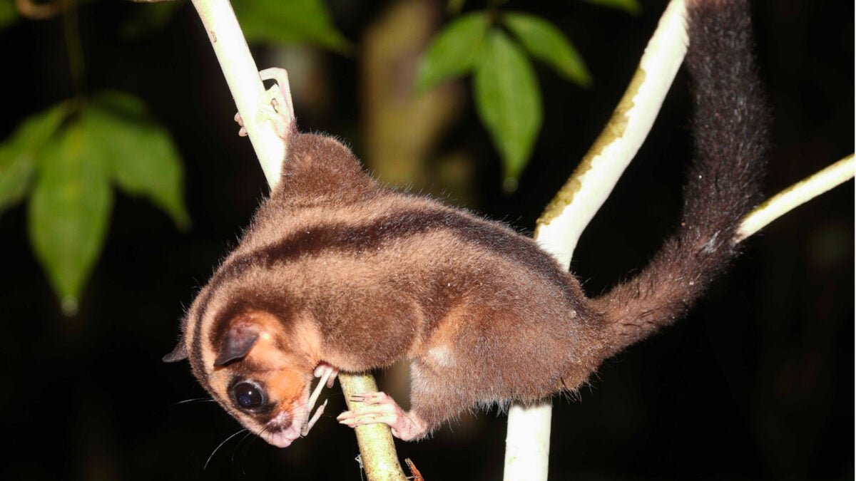 Weird-Looking Marsupial Found Alive After 6,000 Years of Alleged 'Extinction'