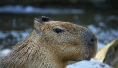 9-Month-Old Capybara On Run For More Than A Week After Escaping England Zoo
