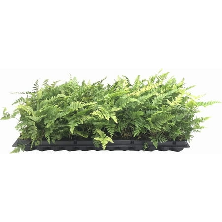 Autumn Fern | 3 Live Plants | Dryopteris Erythrosora | Lush Green Foliage | Easy to Grow | Perfect for Indoor and Outdoor Gardens | Vibrant Seasonal Color