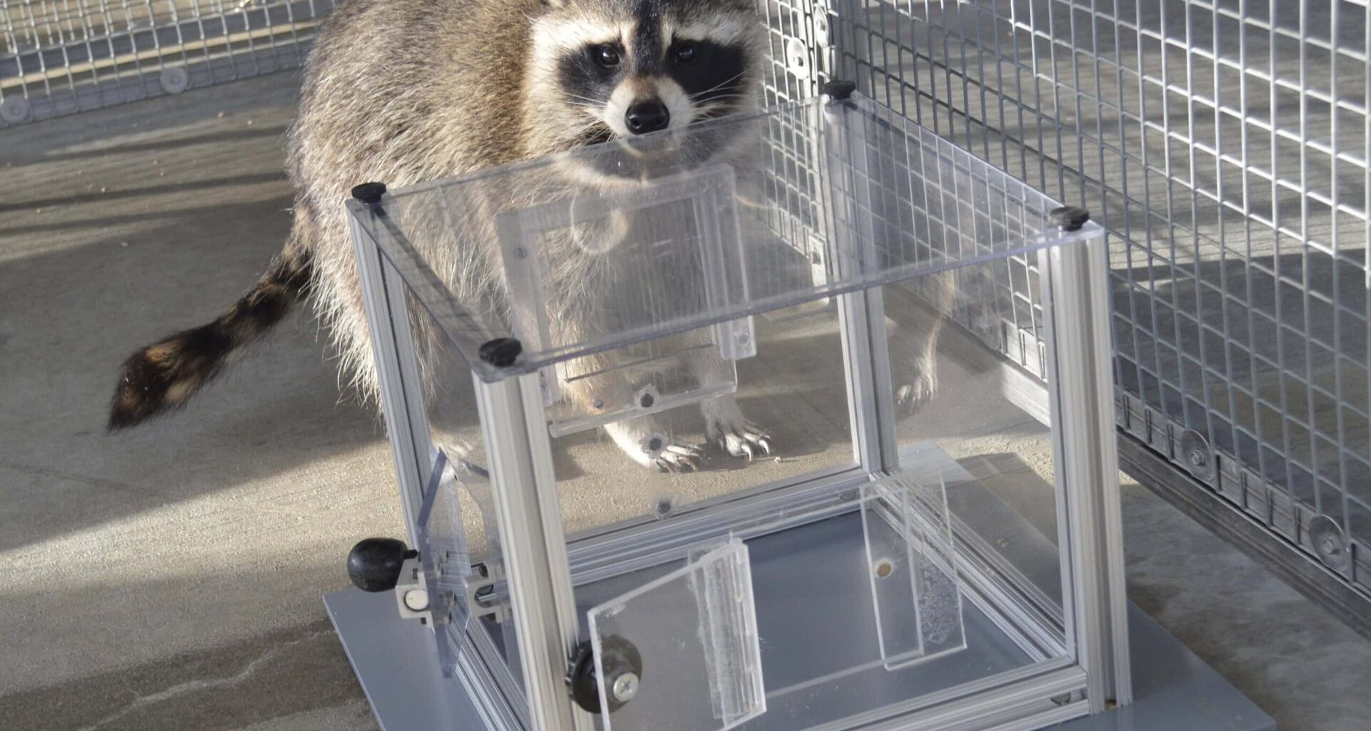 Raccoons Keep Picking Locks Even After They've Eaten the Reward. Scientists Say They Do It to "Forage Information"
