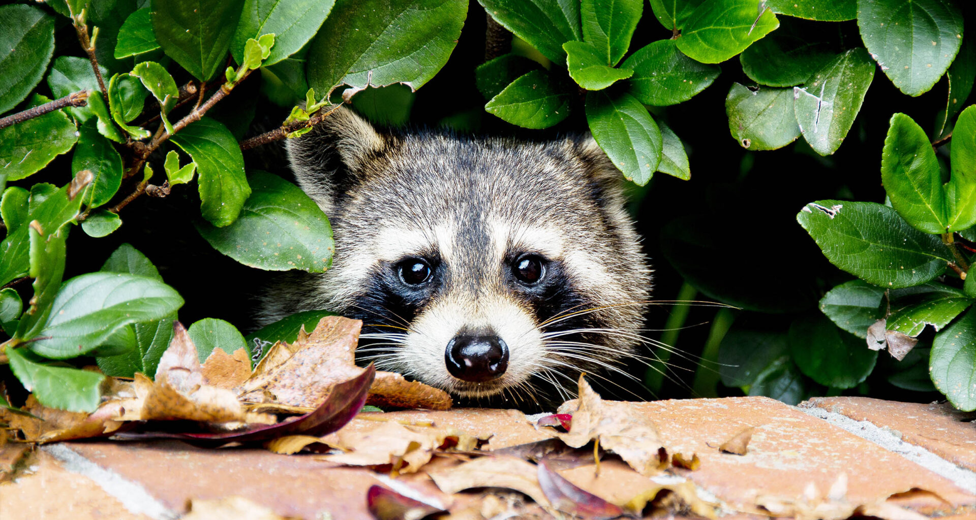 Study shows raccoons love solving puzzles "just for fun"