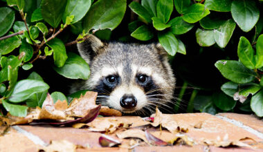 Study shows raccoons love solving puzzles "just for fun"