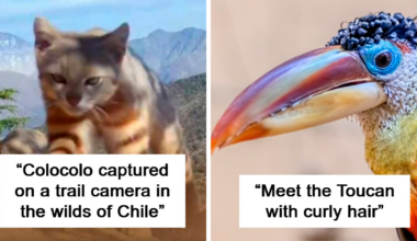 65 Photos People Managed To Take Of Wild Animals That Are A Rare Sight