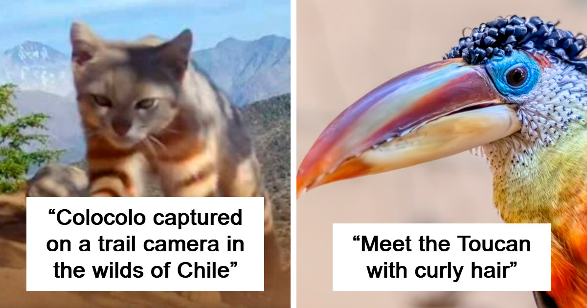 65 Photos People Managed To Take Of Wild Animals That Are A Rare Sight