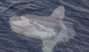 Ocean sunfish floating near the surface of the sea