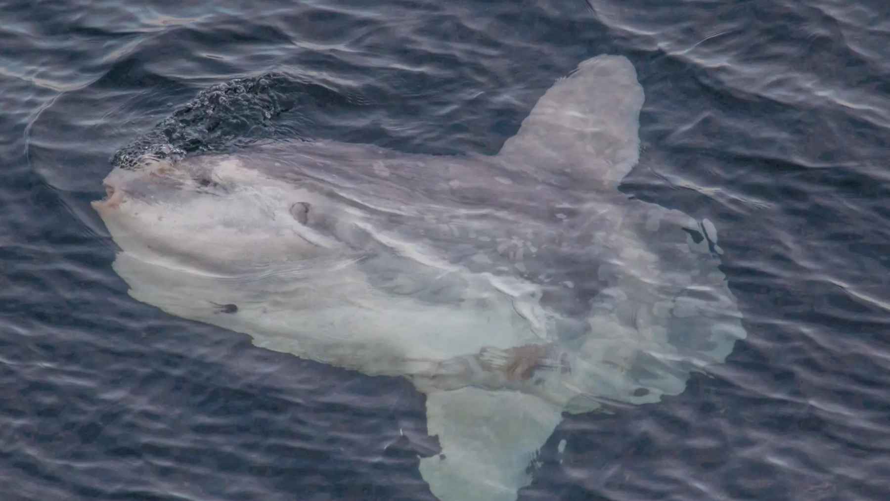 Ocean sunfish floating near the surface of the sea