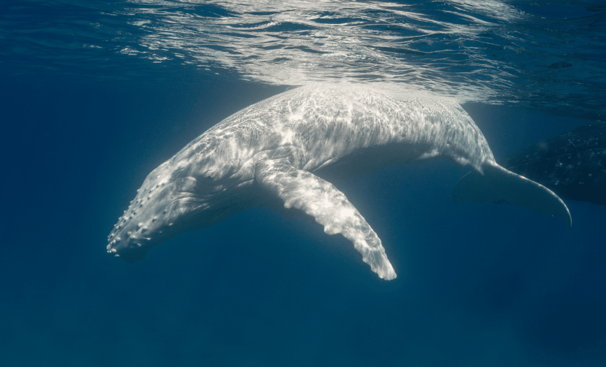 Rare White Humpback Whale Calf Captured On Film For The First Time