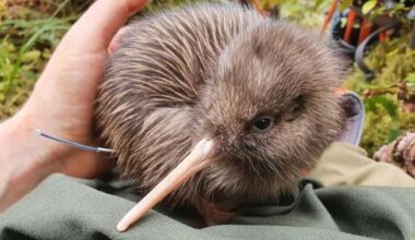Rowi Kiwi released to make return to West Coast