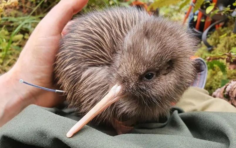 Rowi Kiwi released to make return to West Coast