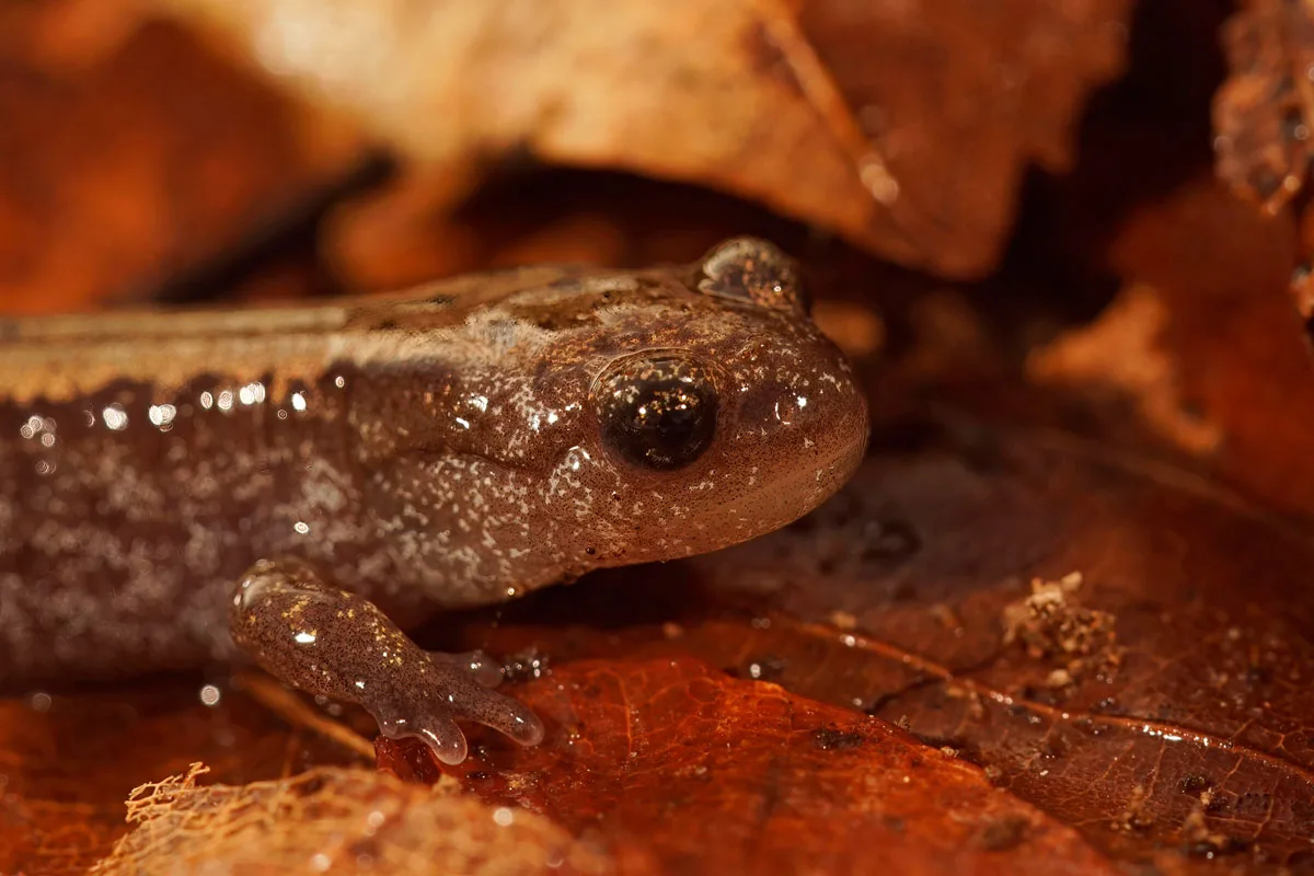 Natural closeup of the Russian Siberian salamander.