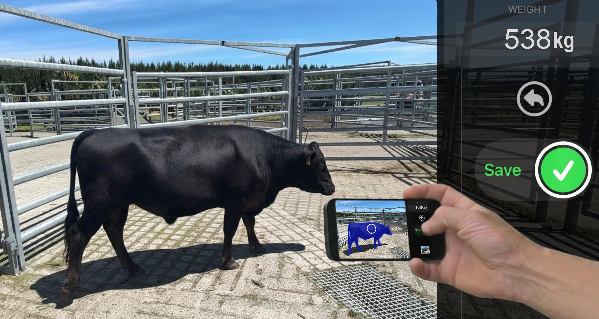 Scanabull app estimates cattle weight with a click