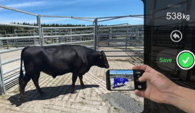 Scanabull app estimates cattle weight with a click