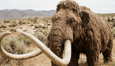 Scientists Are On The Verge Of Bringing The Woolly Mammoth Back To Life In 2028