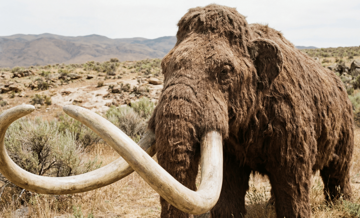 Scientists Are On The Verge Of Bringing The Woolly Mammoth Back To Life In 2028