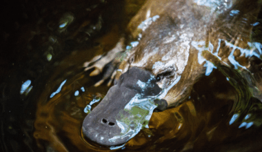 Scientists Just Discovered Something Completely Unexpected About The World's Weirdest Mammal