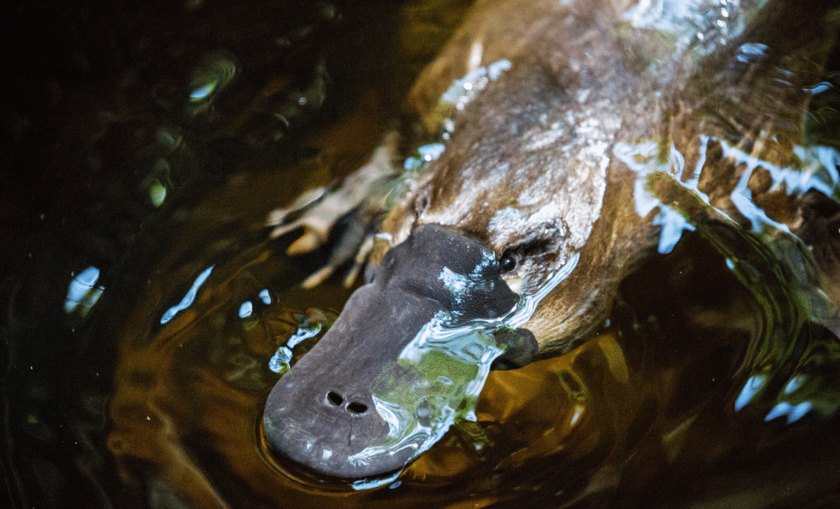 Scientists Just Discovered Something Completely Unexpected About The World's Weirdest Mammal