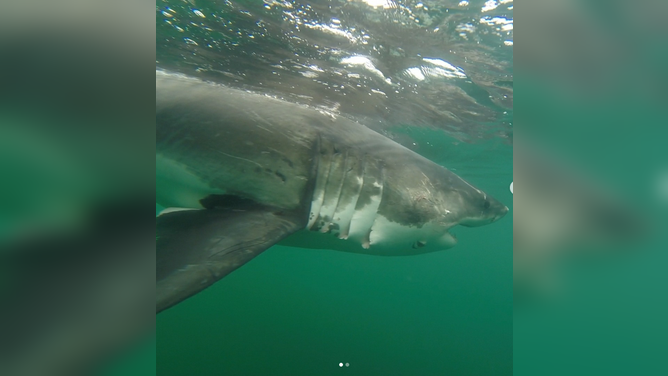 Ernst, the great white shark, has gotten the attention of scientists amid increased activity.