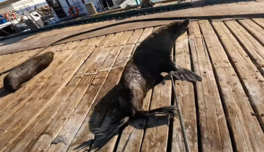 Fur seal on a dock being rescued from plastic straps