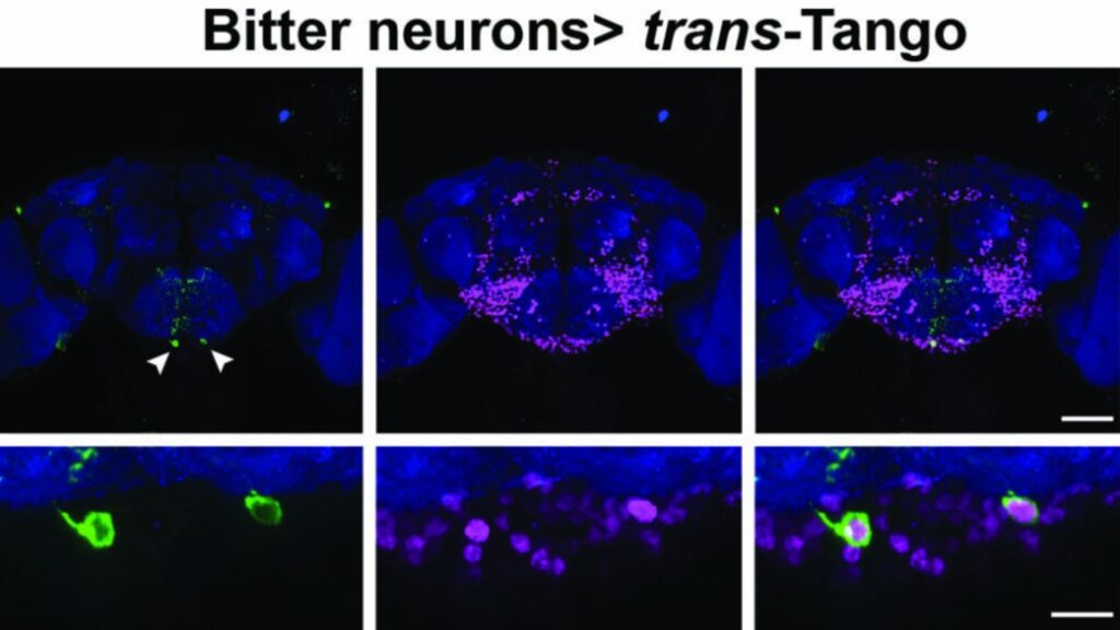 SELK neurons, shown here in green, are among the many partners of bitter- and sweet- sensing taste neurons