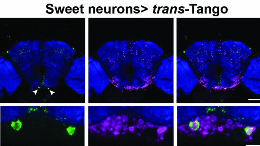 selk neurons sweet