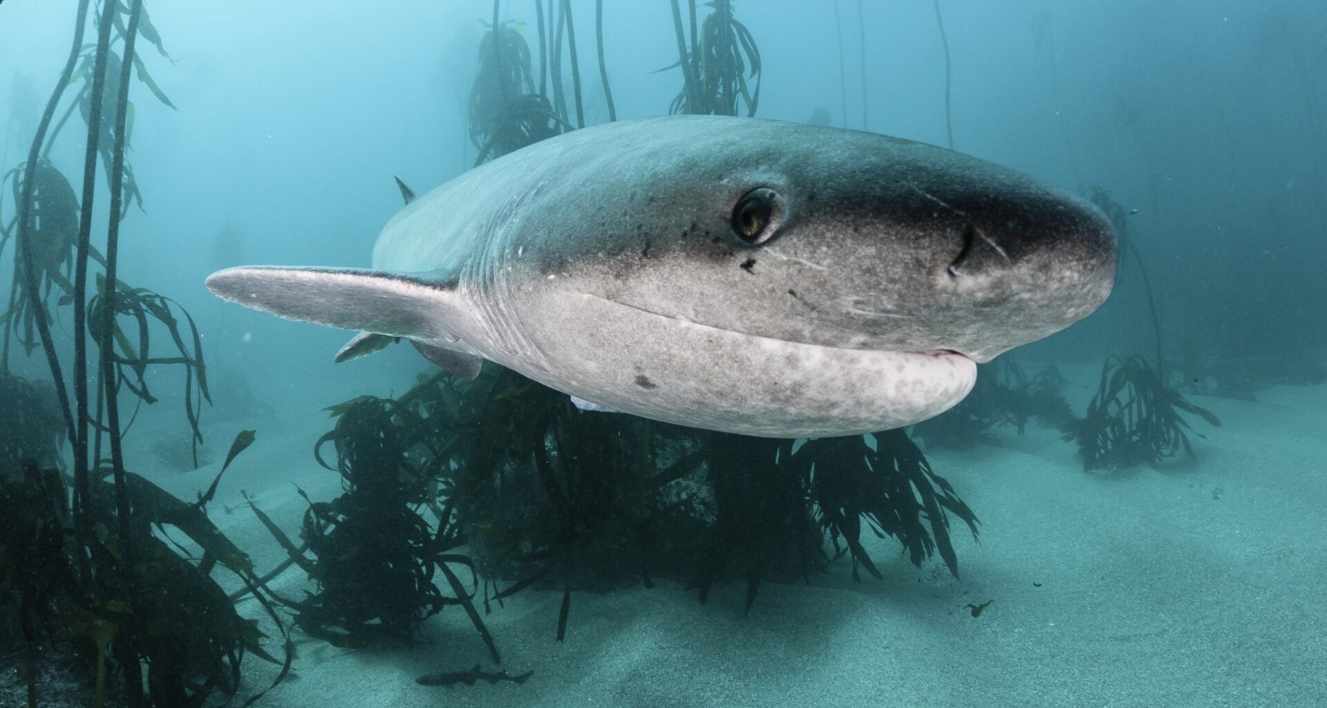 Sharks once hunted and scavenged whales in the North Sea