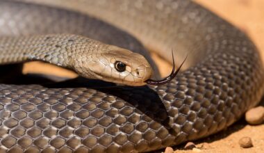 5 Snake-Filled Waters In Australia