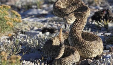5 Most Rattlesnake Infested Areas in The Rockies