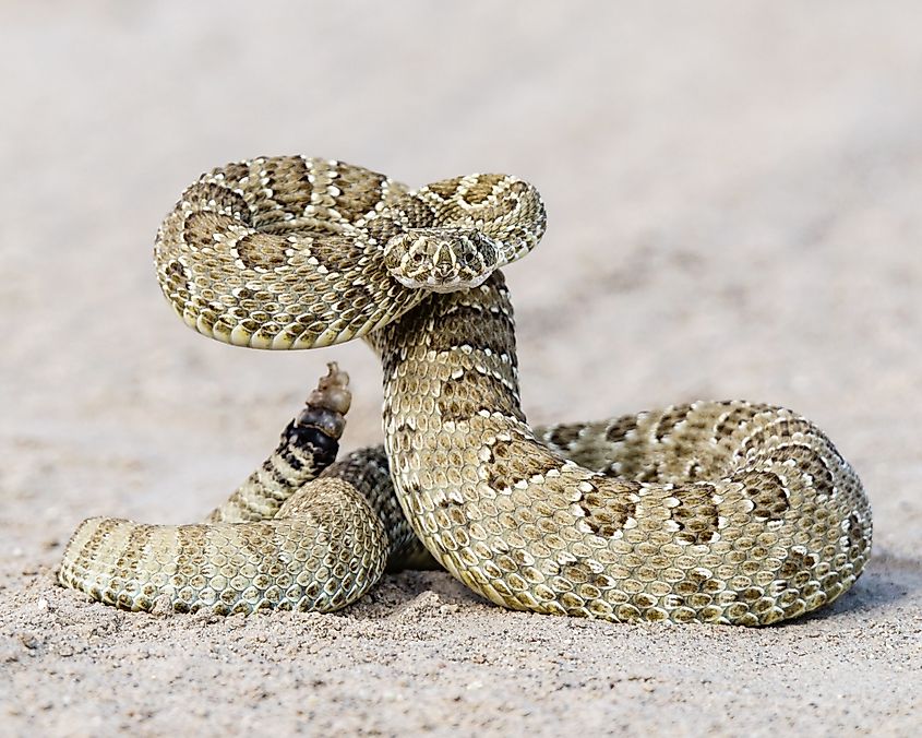 Prairie rattlesnakes are venomous and live near the Bighorn Rivers bluffs and badlands.