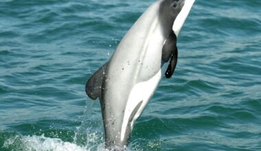 Project aims to shed light on Otago’s Hector’s dolphins