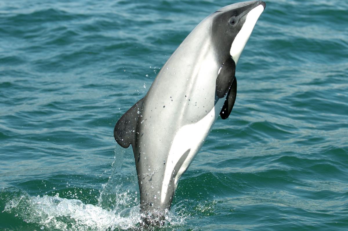 Project aims to shed light on Otago’s Hector’s dolphins